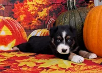 AKC Miranda, a female Australian Shepherd for sale in Durand, IL – 2 of 10