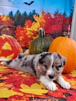 AKC Dolly, a female Australian Shepherd for sale in Durand, IL – 4 of 10