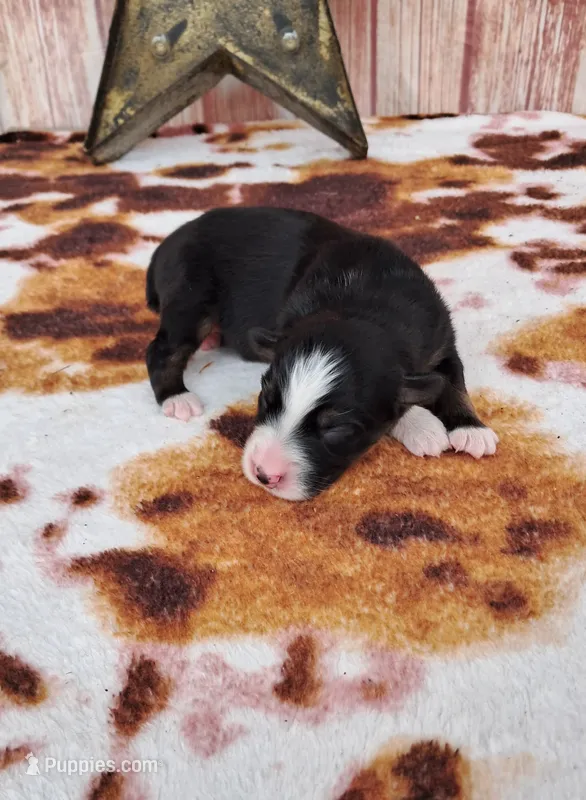 AKC Miranda – Australian Shepherd puppy for sale in Durand, IL