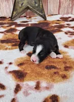AKC Miranda, a female Australian Shepherd for sale in Durand, IL – 1 of 4