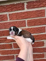 Teddy, a male Shih Tzu for sale in Durand, IL – 3 of 3