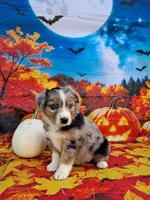 AKC Faith, a female Australian Shepherd for sale in Durand, IL – 2 of 10