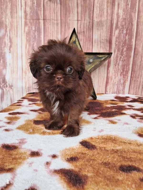 Gabby – Shih Tzu puppy for sale in Durand, IL