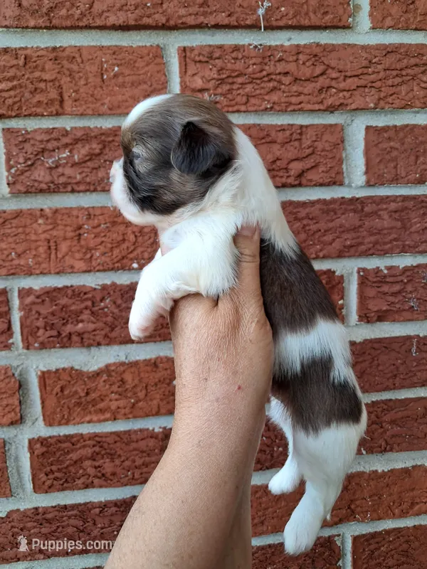 Charlie – Shih Tzu puppy for sale in Durand, IL