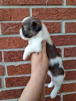 Charlie, a male Shih Tzu for sale in Durand, IL – 1 of 3