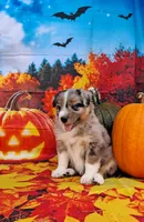 AKC Dolly, a female Australian Shepherd for sale in Durand, IL – 3 of 10