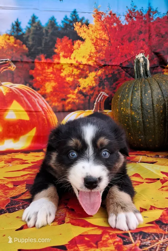 AKC Miranda – Australian Shepherd puppy for sale in Durand, IL