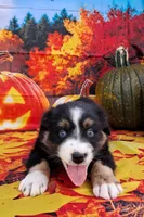 AKC Miranda, a female Australian Shepherd for sale in Durand, IL – 8 of 10