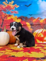 AKC Miranda, a female Australian Shepherd for sale in Durand, IL – 1 of 10