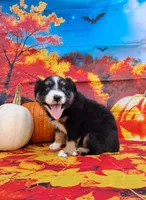 AKC Miranda, a female Australian Shepherd for sale in Durand, IL – 3 of 10