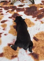 AKC Miranda, a female Australian Shepherd for sale in Durand, IL – 2 of 4