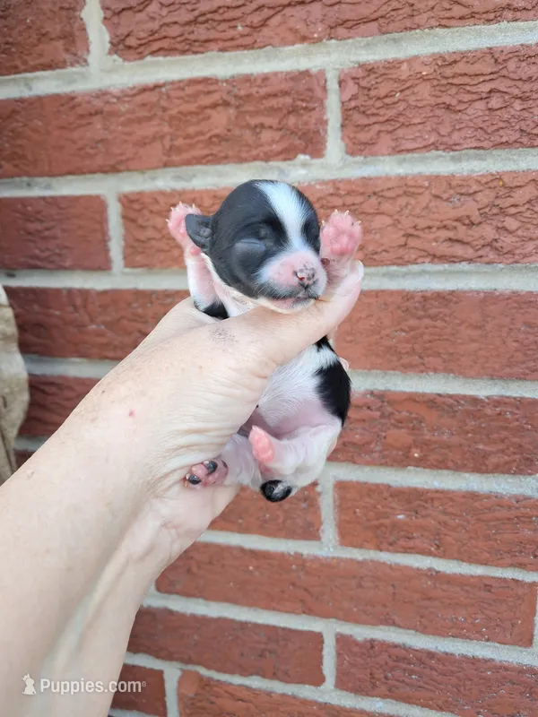 AKC Bailey – Yorkshire Terrier puppy for sale in Durand, IL