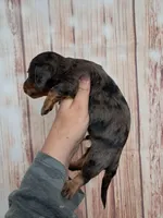 Piper, a male Miniature Dachshund for sale in Durand, IL – 7 of 7