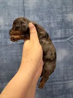 Piper, a male Miniature Dachshund for sale in Durand, IL – Photo 3 of 3