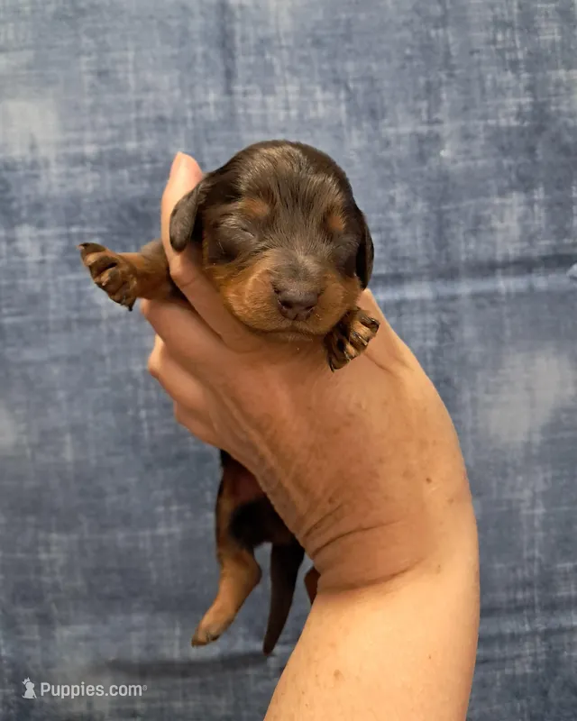 Piper – Miniature Dachshund puppy for sale in Durand, IL