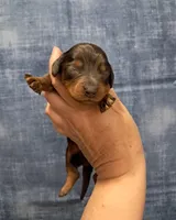 Piper, a male Miniature Dachshund for sale in Durand, IL – Photo 1 of 3