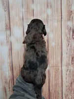 Piper, a male Miniature Dachshund for sale in Durand, IL – 6 of 7