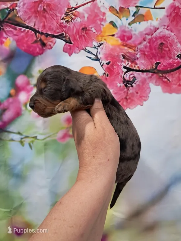 Piper – Miniature Dachshund puppy for sale in Durand, IL