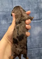 Piper, a male Miniature Dachshund for sale in Durand, IL – Photo 2 of 3