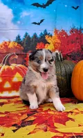 AKC Dolly, a female Australian Shepherd for sale in Durand, IL – 2 of 10