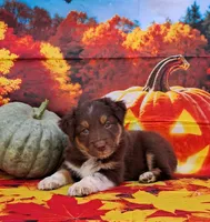 AKC Reba, a female Australian Shepherd for sale in Durand, IL – 8 of 10