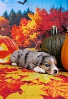 AKC Faith, a female Australian Shepherd for sale in Durand, IL – 8 of 10