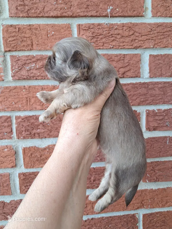 Hershel – Shih Tzu puppy for sale in Durand, IL