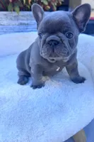 Max, a male French Bulldog for sale in Lenoir, NC – 6 of 10