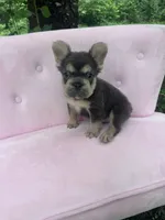 Stone , a male French Bulldog for sale in Lenoir, NC – 5 of 10