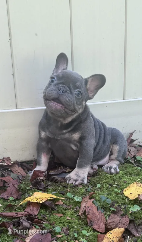 Molly  – French Bulldog puppy for sale in Lenoir, NC