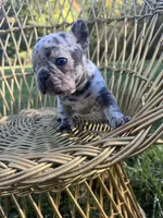 Dolly , a female French Bulldog for sale in Lenoir, NC – 8 of 10