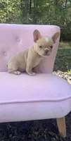 Sadie , a female French Bulldog for sale in Lenoir, NC – 7 of 10