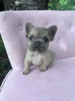 Pricilla , a female French Bulldog for sale in Lenoir, NC – 1 of 10
