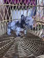 Dolly , a female French Bulldog for sale in Lenoir, NC – 9 of 10