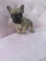 Maximus , a male French Bulldog for sale in Lenoir, NC – 2 of 9