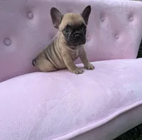 Ember , a female French Bulldog for sale in Lenoir, NC – 5 of 8