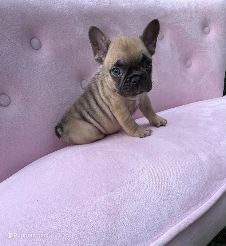 Ember  – French Bulldog puppy for sale in Lenoir, NC