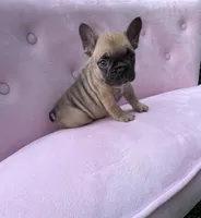 Ember , a female French Bulldog for sale in Lenoir, NC – 1 of 8