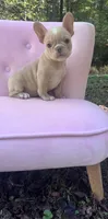 Sadie , a female French Bulldog for sale in Lenoir, NC – 5 of 10