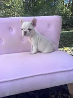 Chase , a male French Bulldog for sale in Lenoir, NC – 9 of 10