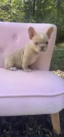 Sadie , a female French Bulldog for sale in Lenoir, NC – 2 of 10