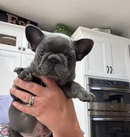 Max, a male French Bulldog for sale in Lenoir, NC – 4 of 10