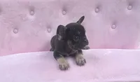 Truffles , a female French Bulldog for sale in Lenoir, NC – 2 of 10