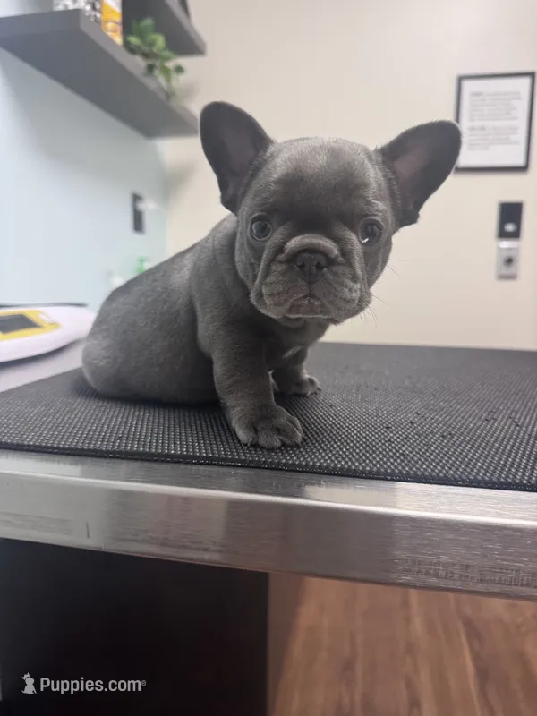 Max – French Bulldog puppy for sale in Lenoir, NC