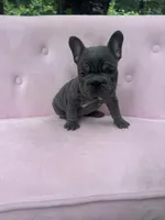 Aurora, a female French Bulldog for sale in Lenoir, NC – 2 of 10