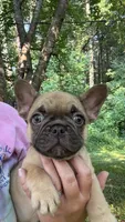 Ember , a female French Bulldog for sale in Lenoir, NC – 8 of 8