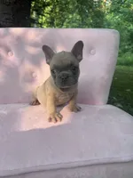 Burberry , a male French Bulldog for sale in Lenoir, NC – 9 of 10