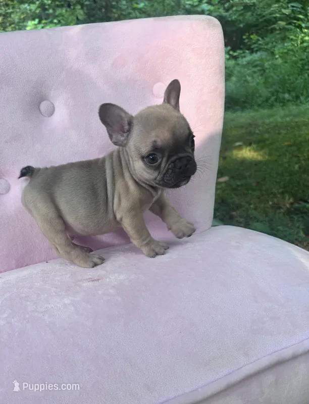 Maximus  – French Bulldog puppy for sale in Lenoir, NC