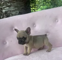 Maximus , a male French Bulldog for sale in Lenoir, NC – 6 of 9