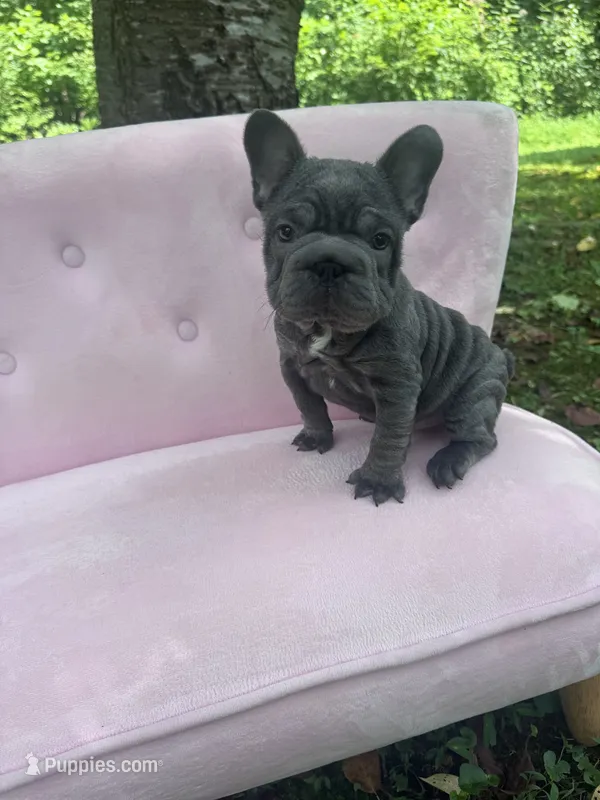 Aurora – French Bulldog puppy for sale in Lenoir, NC